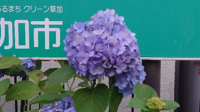 f:id:kiha-gojusan-hyakusan:20241121075017j:image