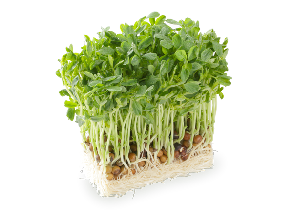 f:id:kiharakanako:20161201170755p:plain f:id:kiharakanako:20161201170755p:plain