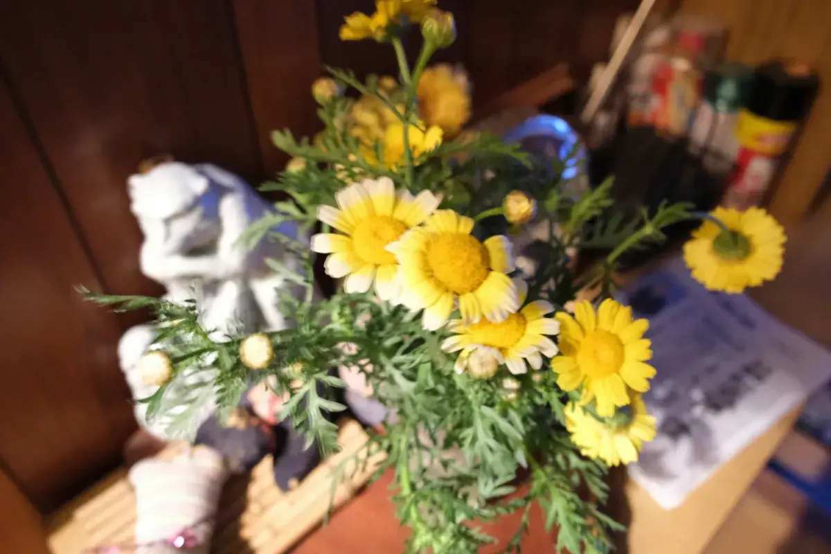 手ブレ補正の効果により、室内でもブレずに手前の黄色い春菊（シュンギク）の花にピントが合っている写真（成功例）