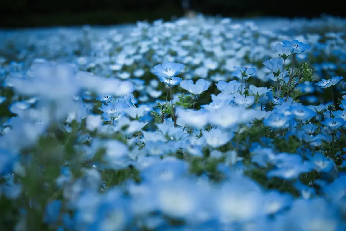 一面に咲き誇るネモフィラの花畑。中央の一輪にピントを合わせ、手前と背景を美しくぼかした青い花のクローズアップ