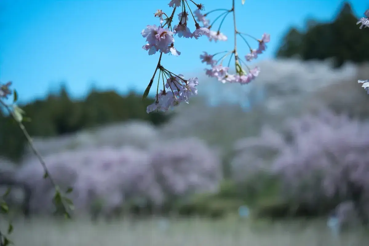 青空を背景に、手前にピントを合わせて垂れ下がる薄ピンク色の桜の花と、美しくボケた背景の桜並木
