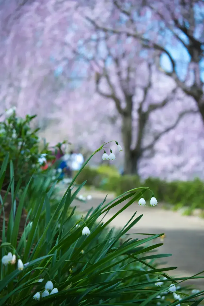背景のピンク色の桜並木を大きくぼかし、手前のスズランスイセンの白い花を際立たせた縦構図の春の写真