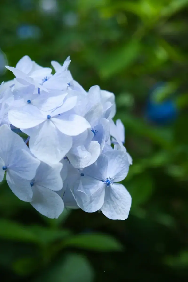 淡い青みがかった白いアジサイの花房。透明感のある白い花びらが緑の背景の中に浮かび上がっている