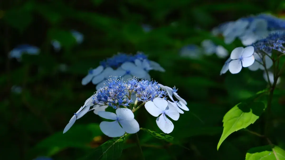 暗い緑の背景から浮かび上がるように光を受けたガクアジサイ。白い装飾花と青い両性花のコントラストが印象的