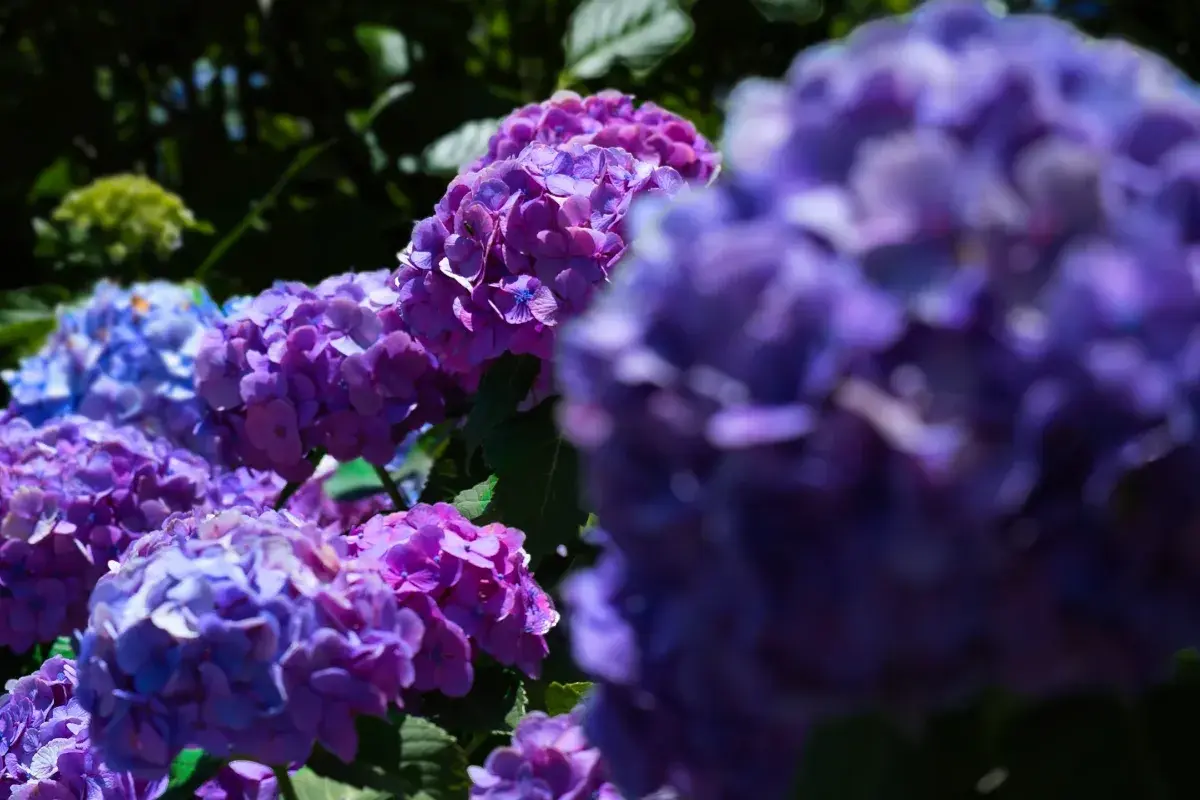 右手前に大きくぼけた紫の花房を配し、奥の青・紫・ピンクのアジサイ群にピントを合わせた一枚。前ボケが画面に奥行きと立体感を生み出している