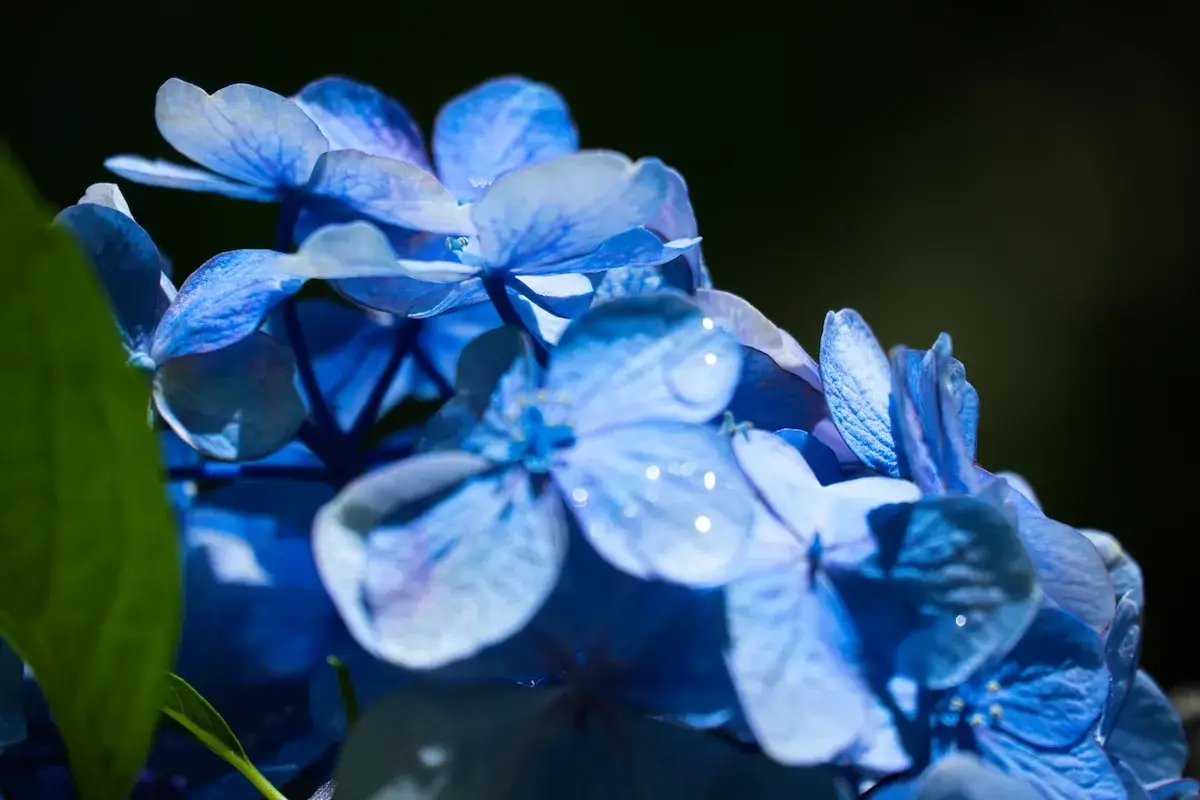 青いガクアジサイの花びらに雨粒が残り、光を受けてきらめいている
