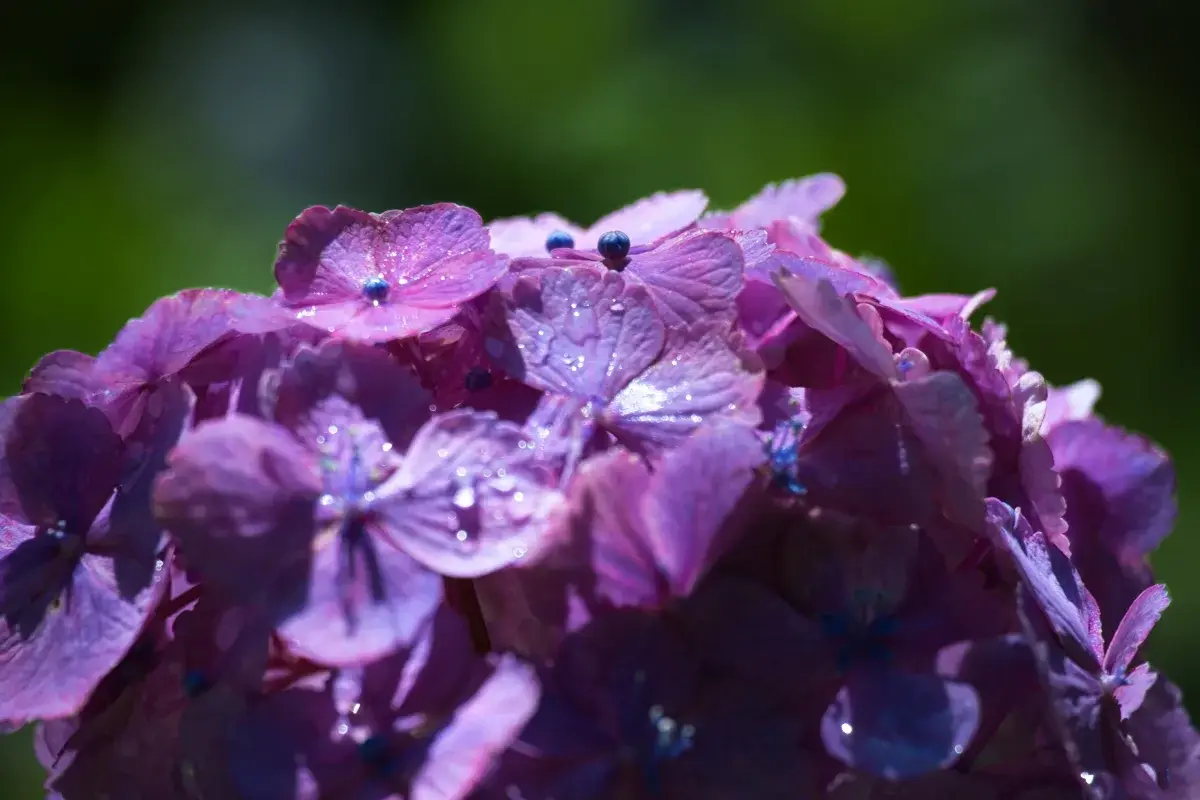 紫のアジサイの花びら全体に雨粒が散らばり、光を受けてきらきらと輝いている