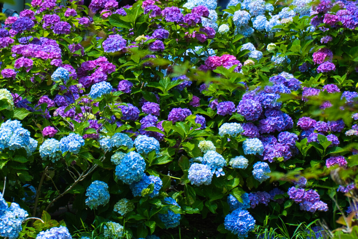 晴天の光を受けて輝く青・紫・ピンクのアジサイが群生する様子。色とりどりの花房が画面いっぱいに広がっている