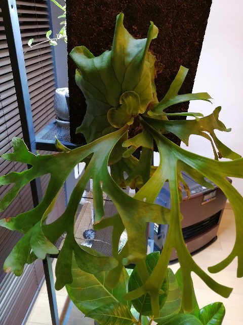 f:id:kii30:20191203211929j:image