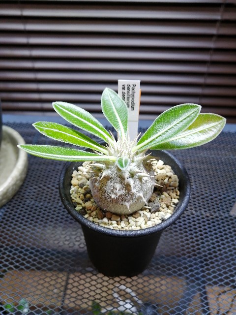 f:id:kii30:20191204221005j:image