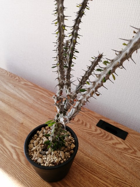 f:id:kii30:20191214170724j:image