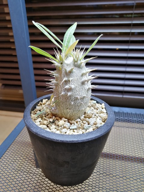f:id:kii30:20191221122145j:image