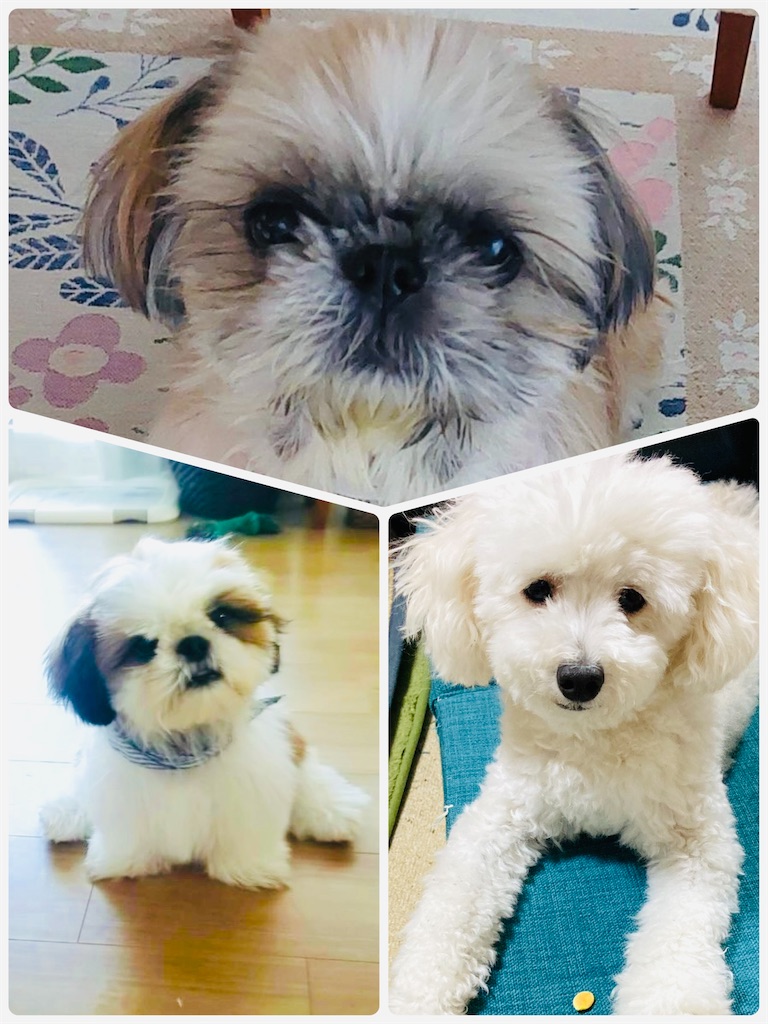 f:id:kiib:20241230134056j:image