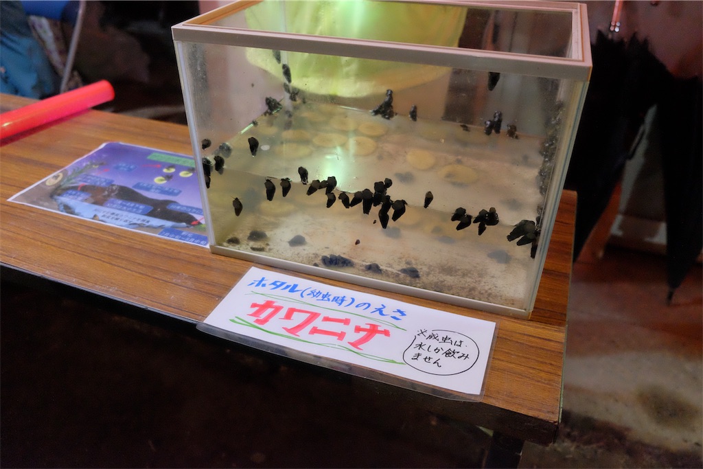 f:id:kiichangazie:20190728170832j:image