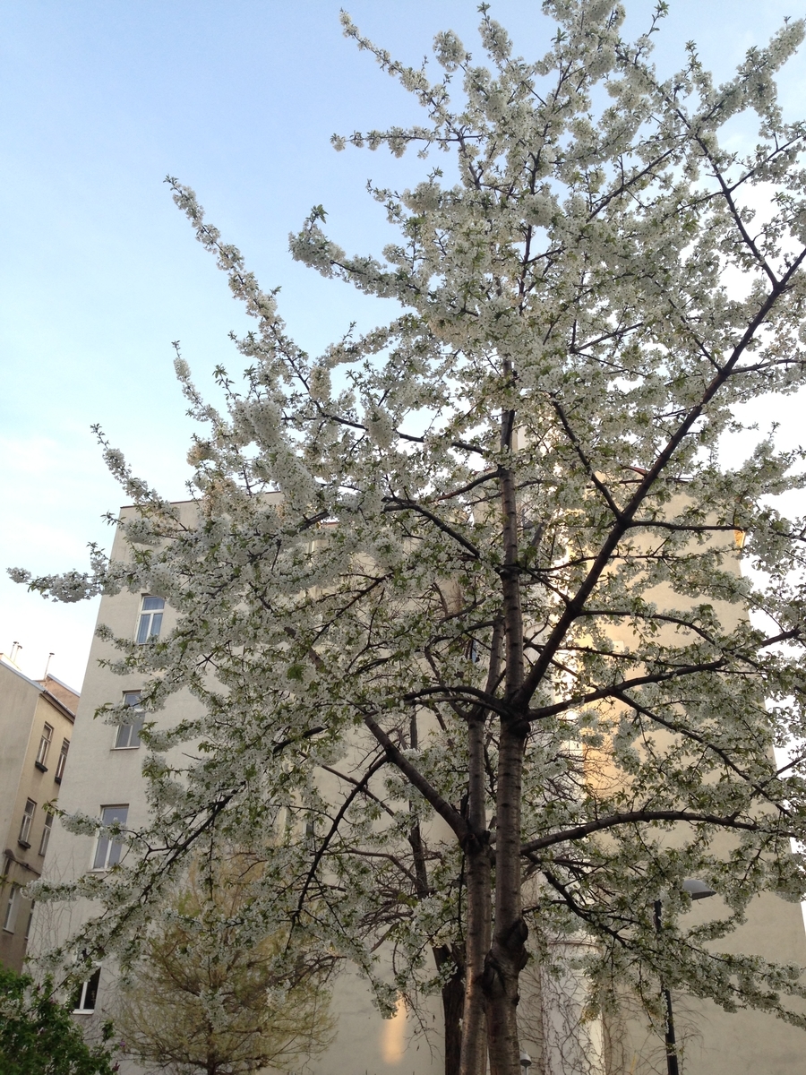 f:id:kiikiii:20190404035519j:plain f:id:kiikiii:20190404035519j:plain