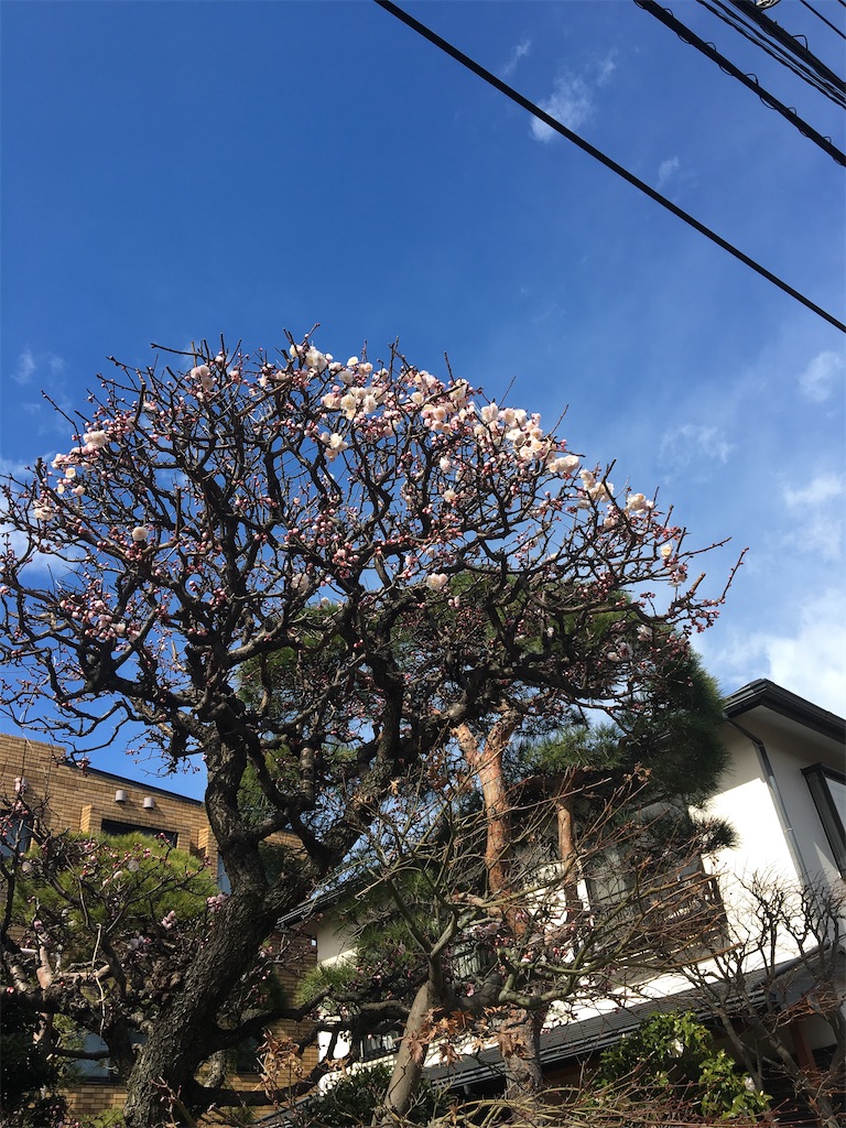 f:id:kiipong:20200219205556j:image f:id:kiipong:20200219205556j:image