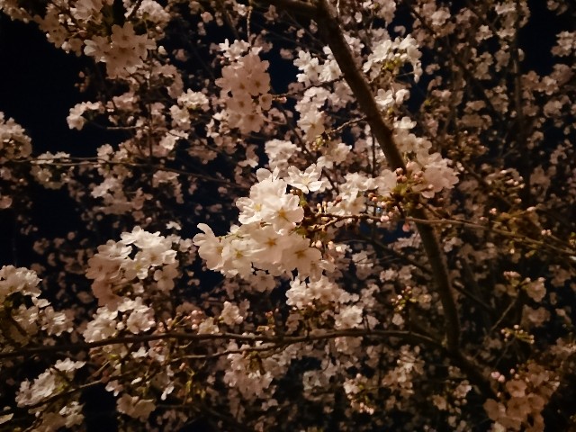 f:id:kiirostar8zx:20180327063105j:image f:id:kiirostar8zx:20180327063105j:image