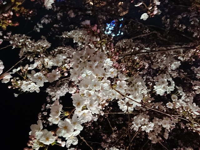 f:id:kiirostar8zx:20180327063149j:image f:id:kiirostar8zx:20180327063149j:image