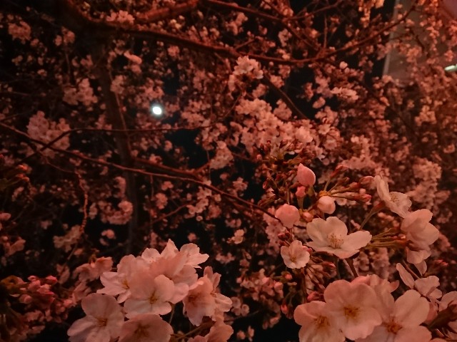 f:id:kiirostar8zx:20180327072317j:image f:id:kiirostar8zx:20180327072317j:image