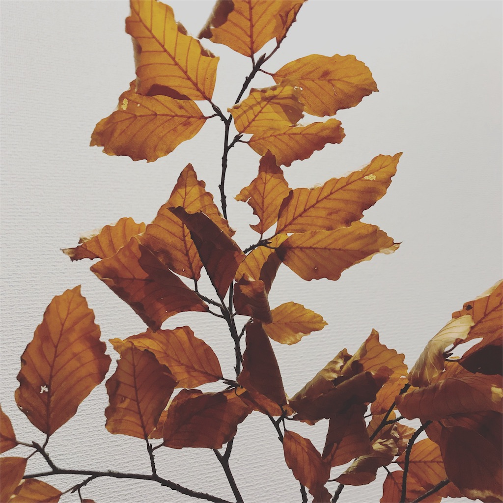 f:id:kiirotomao:20181201191716j:plain f:id:kiirotomao:20181201191716j:plain