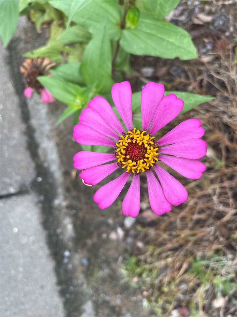 f:id:kiirotomao:20240911060323j:image