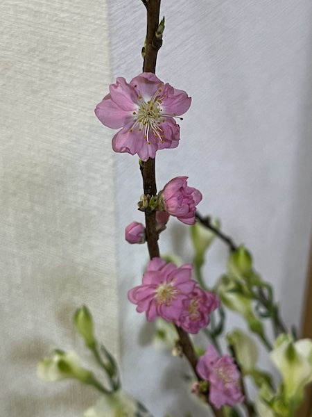 梅の花が咲いた