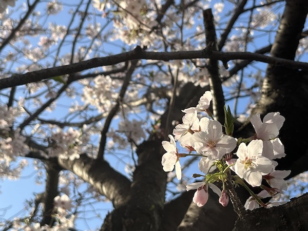 今年の桜