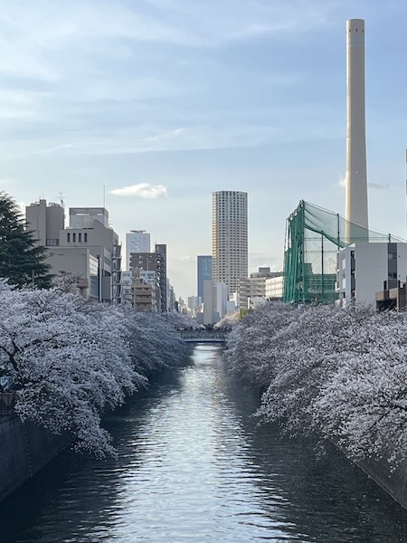 桜は川と相性抜群！