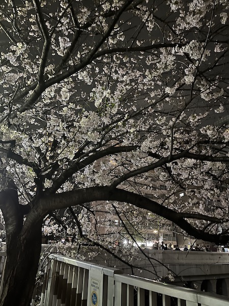 夜桜も趣がある。