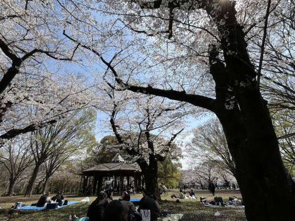 代々木公園の桜
