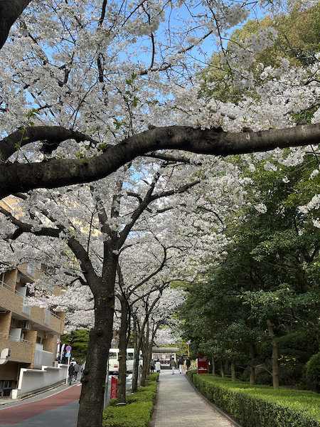 桜の下を歩きたくなる