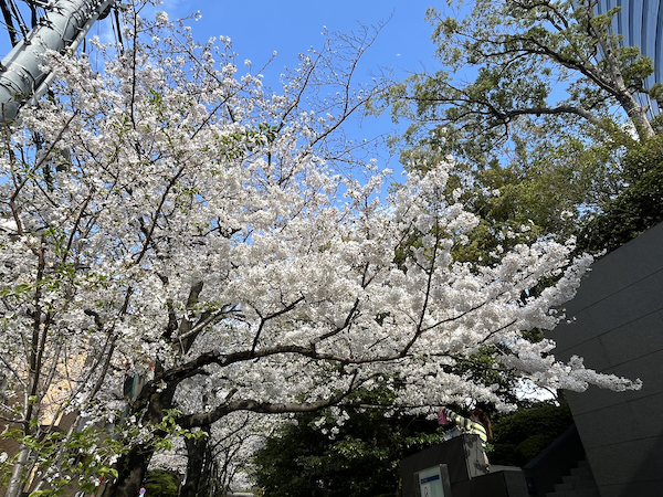 見事な桜