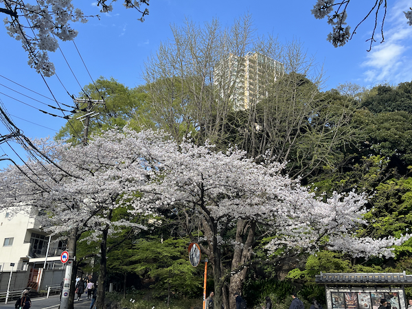 桜は緑とも映える