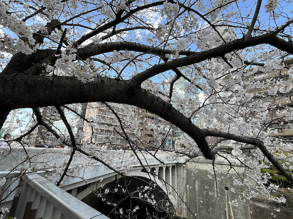 橋と桜