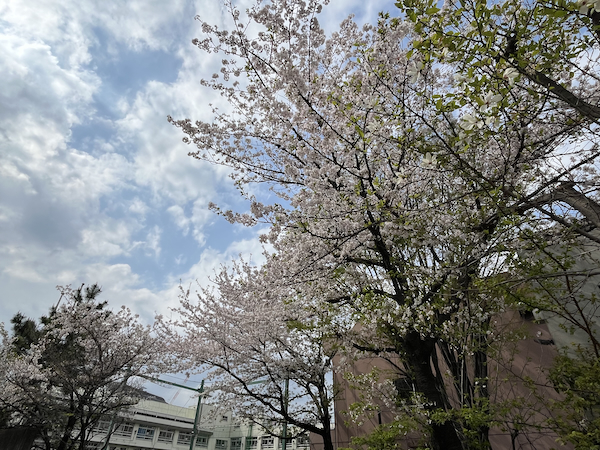 学校の桜