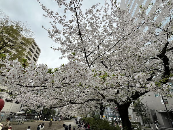 公園の桜