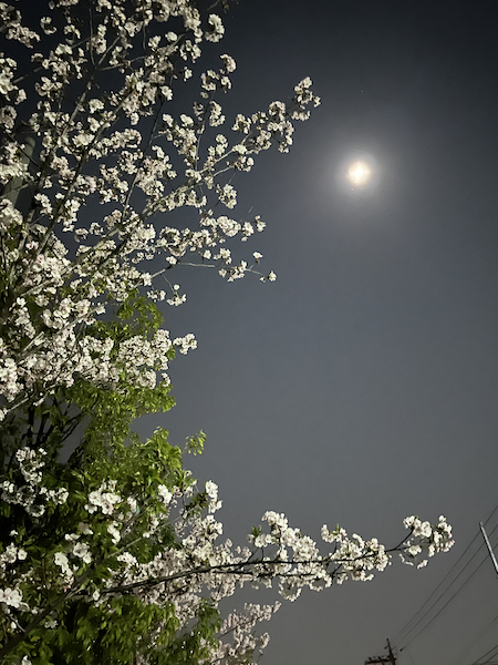 月と夜桜