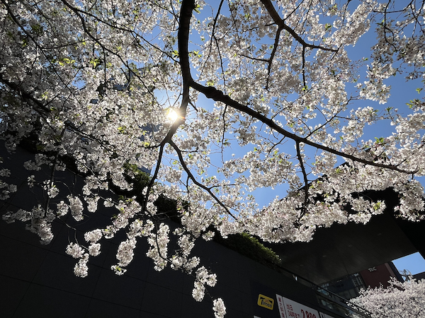 桜その1