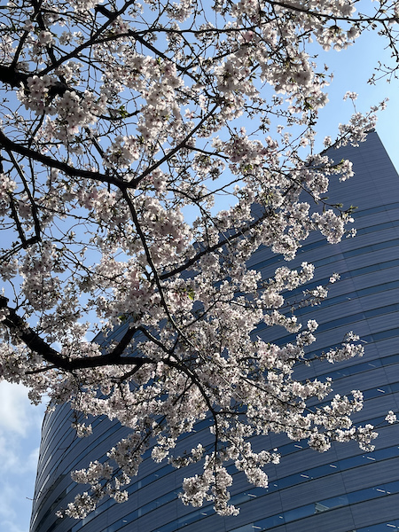 桜その2