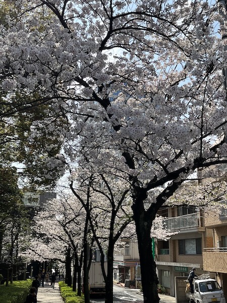 桜その3