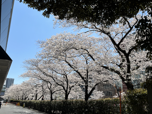 桜その4