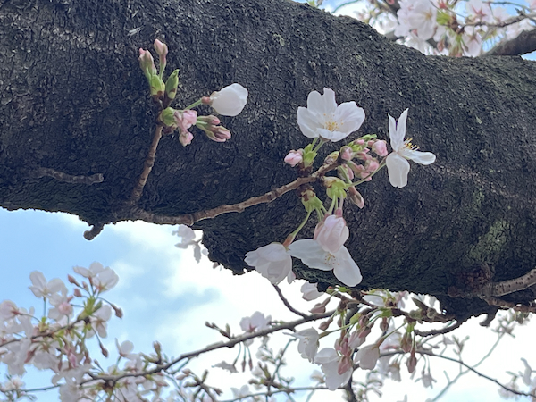 桜その5