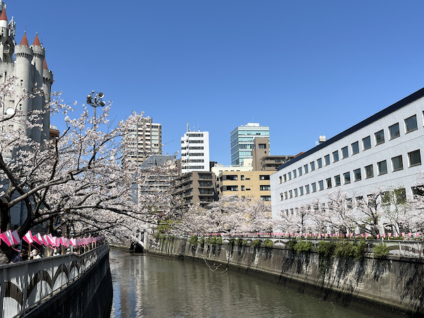 桜その6