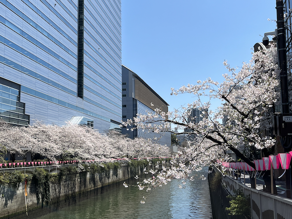 桜その7