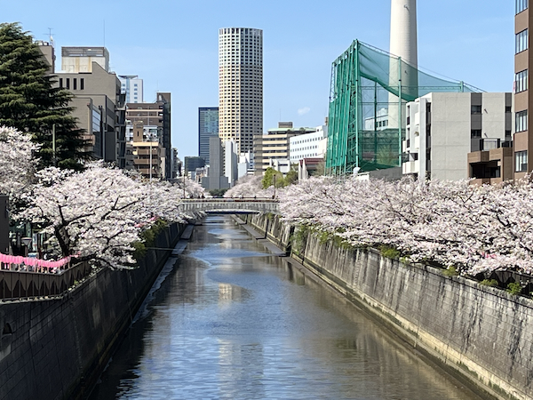 桜その8