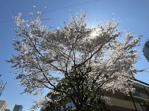 桜その9