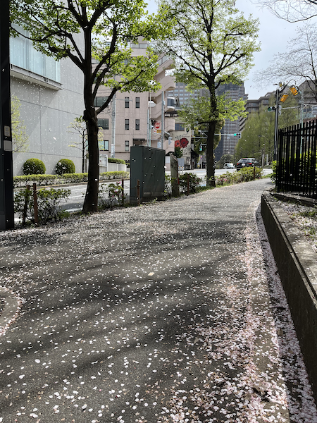 桜吹雪