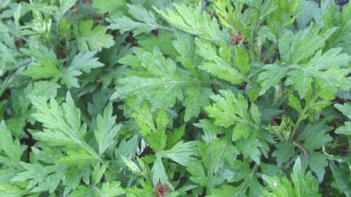 ヨモギとは 動植物の人気 最新記事を集めました はてな ヨモギとは 動植物の人気 最新記事を集めました はてな