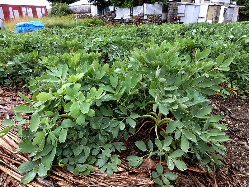 f:id:kikaijima_aojiru:20161102091450j:plain