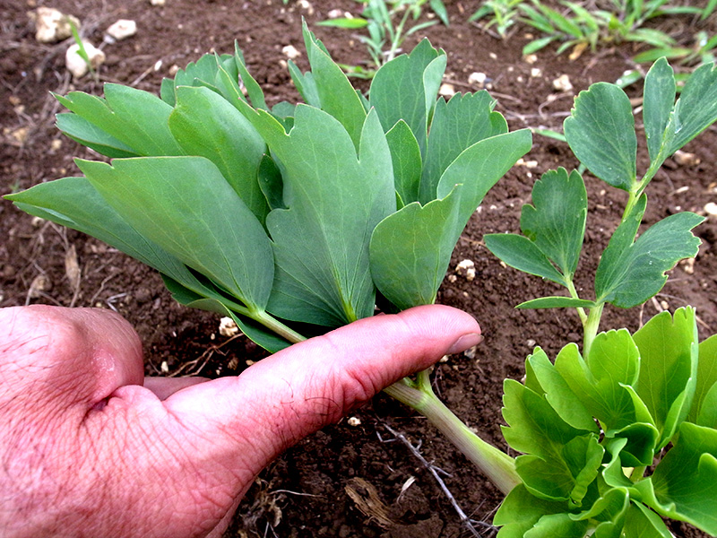 f:id:kikaijima_aojiru:20161102091510j:plain